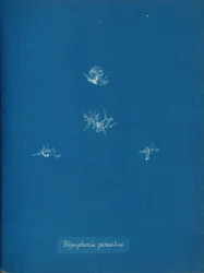 Polysiphonia parasitica, vers 1853