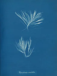 Polysiphonia urceolata, vers 1853