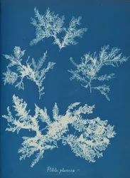 Ptilota plumosa, vers 1853