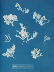 Ptilota plumosa. ß capillaris, vers 1853