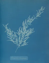 Sargassum bacciferum, vers 1853