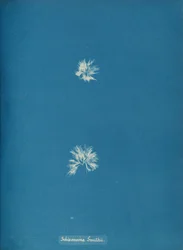 Schizonema Smithii, vers 1853