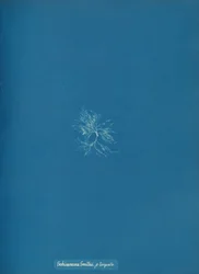 Schizonema Smithii, ß torqata, vers 1853