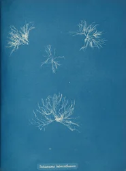 Schizonema helminthosum, vers 1853