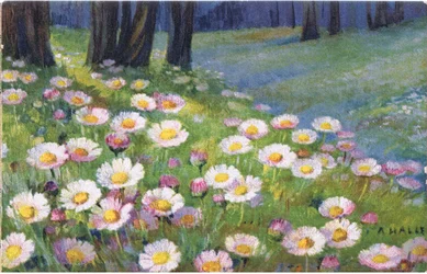 Marguerites, Carte Postale, Années 1940