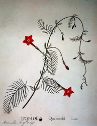 Liane de cyprès : Ipomoea quomoclit