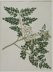 Moringa oleifera, aussi appelé arbre à raifort ou arbre à tambour