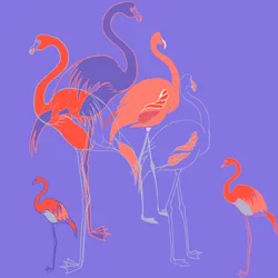 Flamants roses