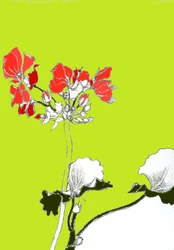 Géranium