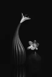 Élégante nature morte florale