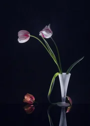 Élégante nature morte aux tulipes