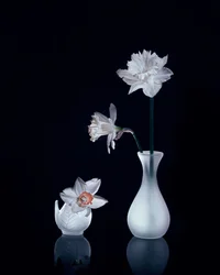 Nature morte aux jonquilles blanches