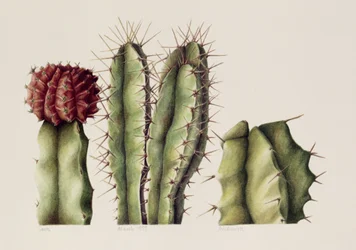 Cactus, 1999