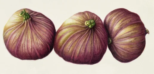 Figues, 2001