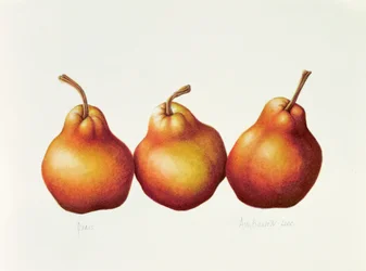 Poires, 2000