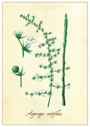 Asparagus acutifolius