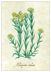 Helicrysium italicum, 2015