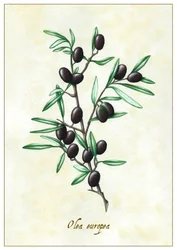 Olea europea