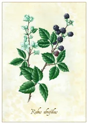 Rubus ulmifolius, 2015