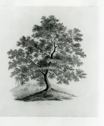 Chêne