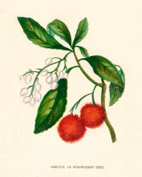 Arbutus, ou arbre à fraises, vers 1891, 1891