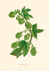 Houblon commun, vers 1891, 1891