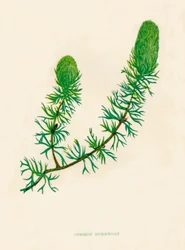 Cornifle commun, vers 1891