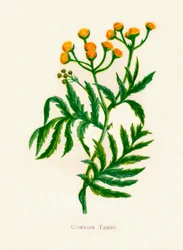 Tanaisie commune (c. 1891)