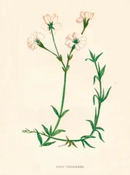 Stellaire intermédiaire, vers 1891
