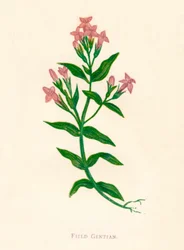 Gentiane des champs, c1891, 1891