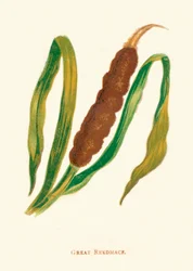 Grande massette, vers 1891, 1891