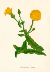Épervière Picris, vers 1891, 1891