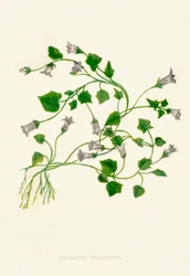 Campanule à feuilles de lierre, vers 1891, 1891