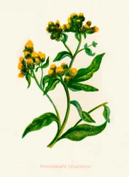 Ploughmans Spikenard