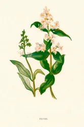 Troène, vers 1891