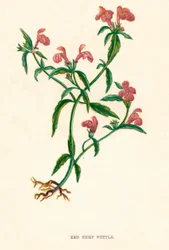 Ortie Rouge, vers 1891