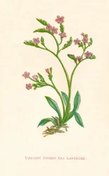 Lavande de mer épineuse dressée, vers 1891