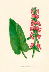 Bétoine des bois