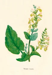 Sauge des bois, c1891