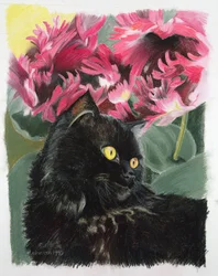 Tulipes noires