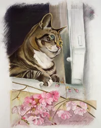 Rayé à la fenêtre