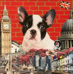 Câline mon bouledogue français