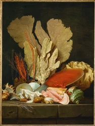 Panaches de mer, lithophytes et coquilles - Nature morte avec coquillages et coraux ...
