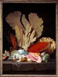 Nature morte avec coquillages