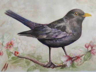 Merle et fleurs de cerisier
