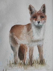 Le renard roux curieux