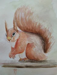 Un adorable écureuil roux