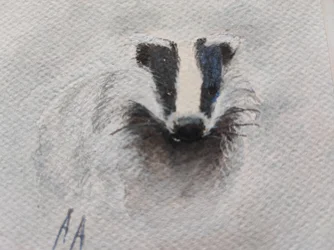 Le regard du blaireau gris