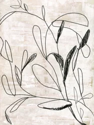 Dessin botanique au trait