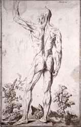 Étude anatomique du système musculaire humain (gravure)